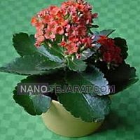 بذر گیاهان زینتی بذر گیاهان زینتی